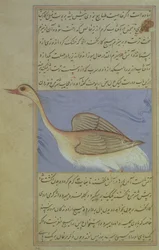 A Swan, from Nuzhat-Namah IAlai, 1599 (1007 Hijra)